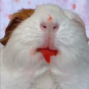 Meet your Posher, Lucy